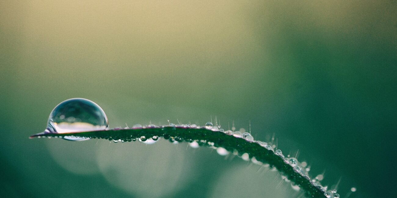 Entrada artículo blog bajo el título "Una nueva cultura" | imagen detalle de una gota de agua sobre la hoja de un árbol